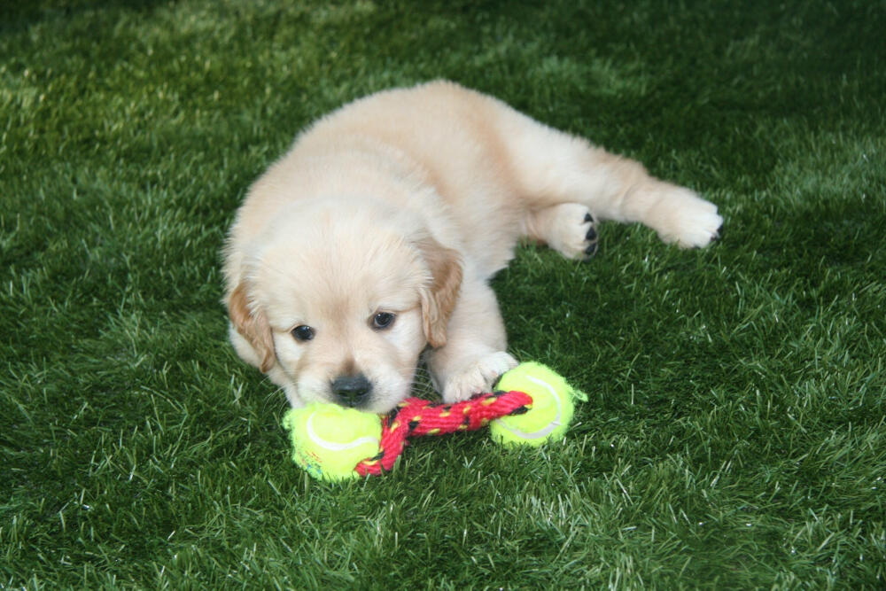 Toronto artificial turf for dogs